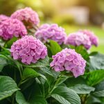 Farewell to hydrangeas : experts urge gardeners to quit planting them – and the reason will surprise you