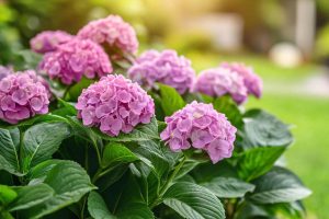 Farewell to hydrangeas : experts urge gardeners to quit planting them – and the reason will surprise you