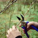 Four plants you must prune in October before it’s too late for spring blooms