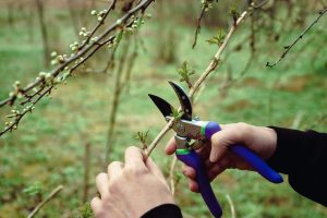 Four plants you must prune in October before it’s too late for spring blooms