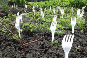 More and more gardeners are putting plastic forks in their vegetable gardens—and they’re absolutely right to do it