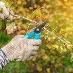 These plants and shrubs should be pruned in October to grow stronger and healthier in spring
