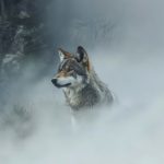 Yellowstone wolves make a comeback, sparking aspen growth not seen in 80 years