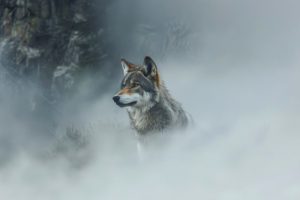 Yellowstone wolves make a comeback, sparking aspen growth not seen in 80 years