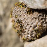 Top tips to keep wasps out of your yard and home