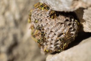 Top tips to keep wasps out of your yard and home